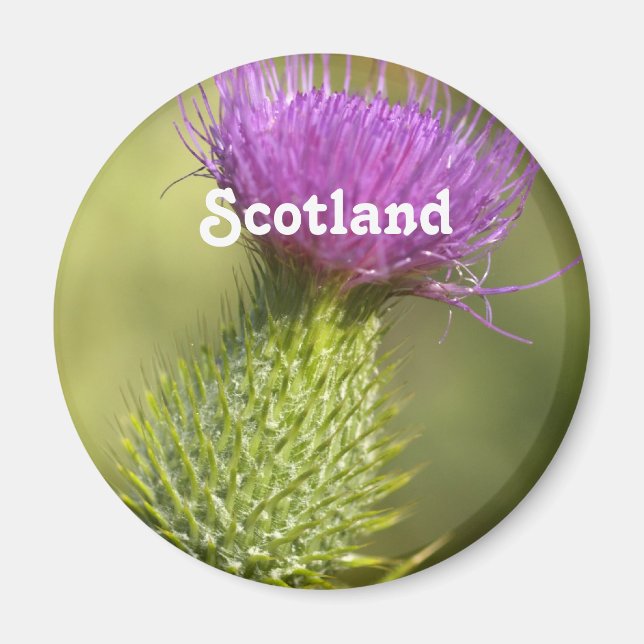 Scotland Thistle Magnet (Vorne)