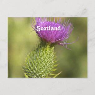 Scotland Thistle Postkarte