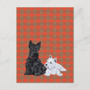 Scottie Erwachsener & Westie-Welpe Postkarte