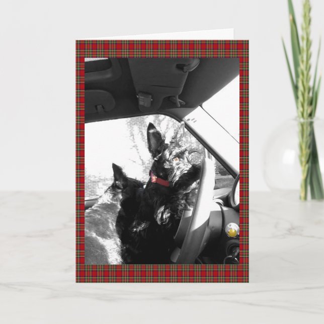 Scottie Karte (Vorderseite)