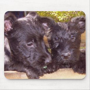 Scottie-Welpen Mousepad