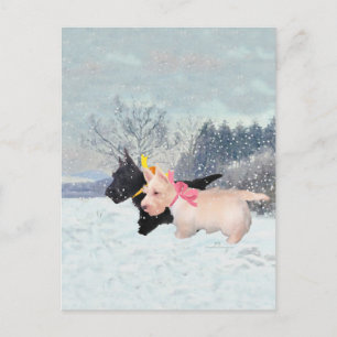 Scottie Welpen Postkarte