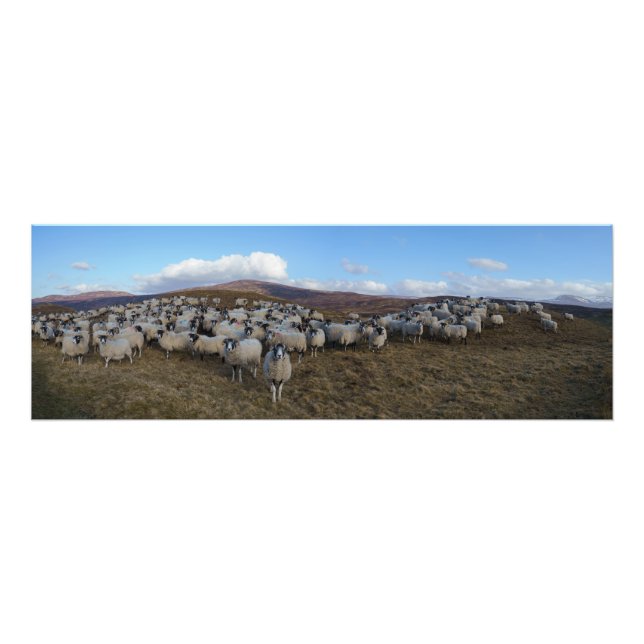 Scottish Blackface Sheep Herd Panorama Fotodruck (Vorne)