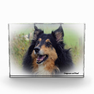 Scottish Collie Dog. Fotoblock