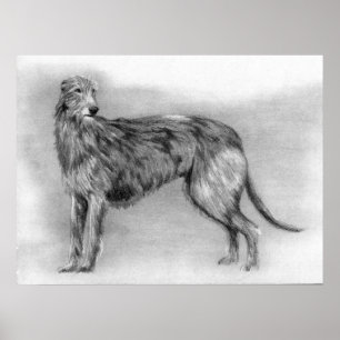 Scottish Deerhound Dog Portrait Poster