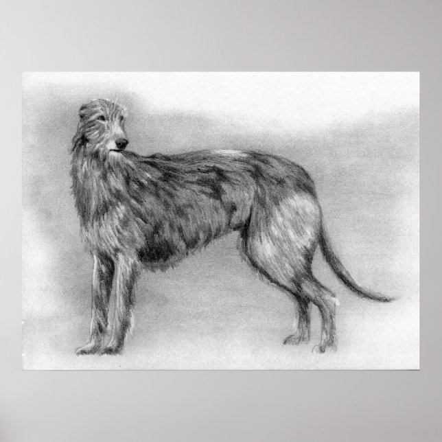 Scottish Deerhound Dog Portrait Poster (Vorne)