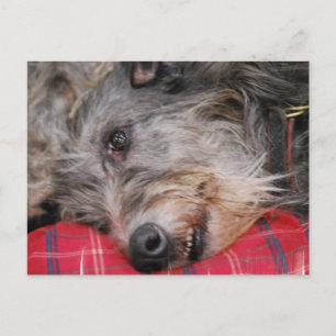 Scottish Deerhound Postcard Postkarte