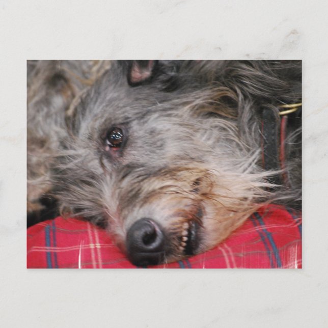 Scottish Deerhound Postcard Postkarte (Vorderseite)