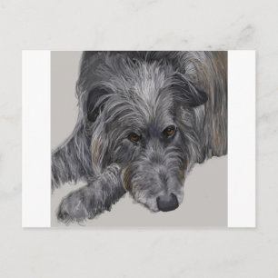 Scottish Deerhound Postkarte