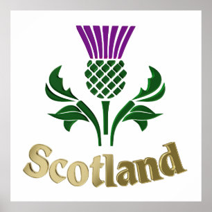 Scottish emblem thistle poster