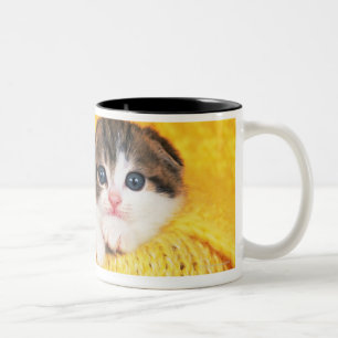 Scottish-Falte; ist eine Zucht der Katze mit einem Zweifarbige Tasse