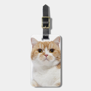 Scottish-Falten-Katze Gepäckanhänger