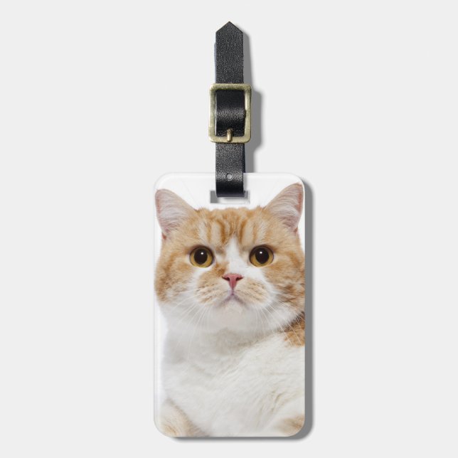 Scottish-Falten-Katze Gepäckanhänger (Vorderseite vertikal)