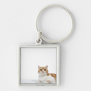 Scottish-Falten-Katze Schlüsselanhänger