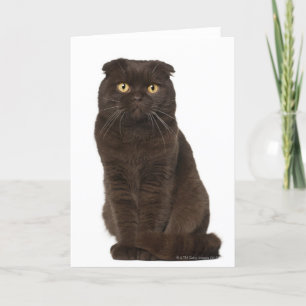 Scottish Fold (18 Monate alt), sitzend Karte