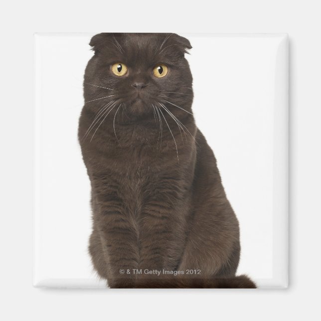 Scottish Fold (18 Monate alt), sitzend Magnet (Vorne)