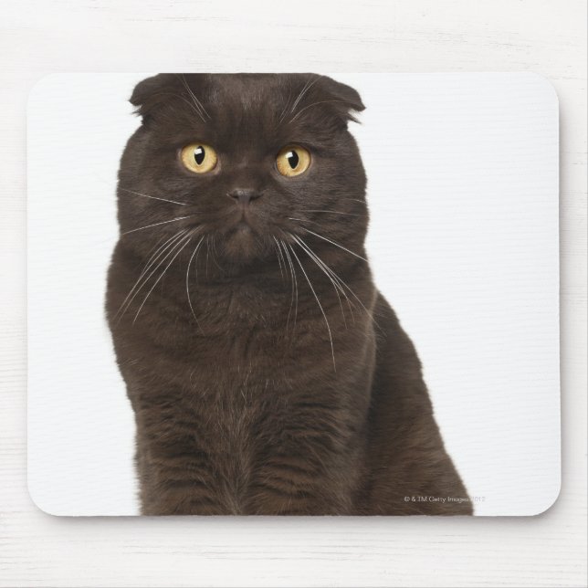 Scottish Fold (18 Monate alt), sitzend Mousepad (Vorne)