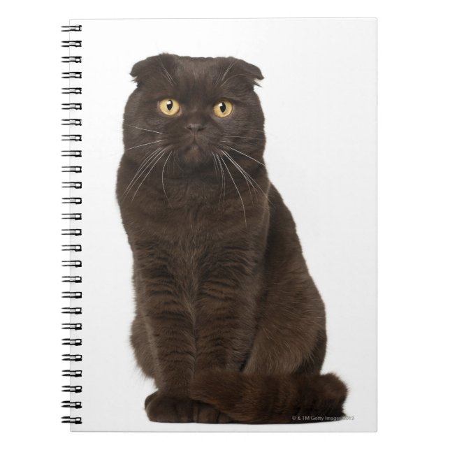 Scottish Fold (18 Monate alt), sitzend Notizblock (Vorderseite)