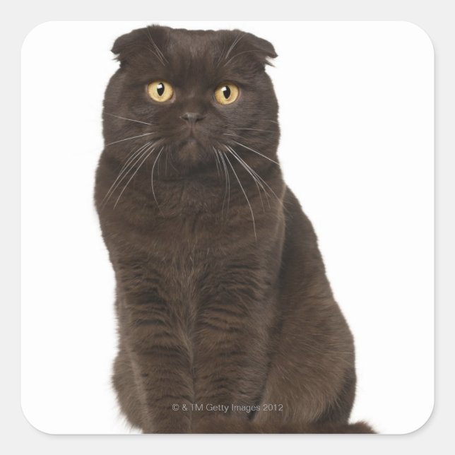 Scottish Fold (18 Monate alt), sitzend Quadratischer Aufkleber (Vorderseite)