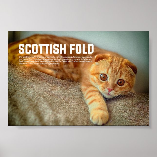 Scottish Fold Cat Breed Poster (Vorne)