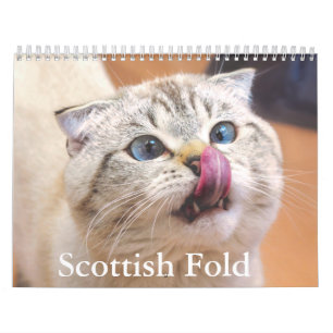Scottish Fold Cat Calendar Kalender