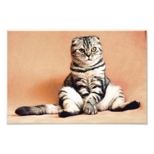 Scottish Fold Cat Fotodruck