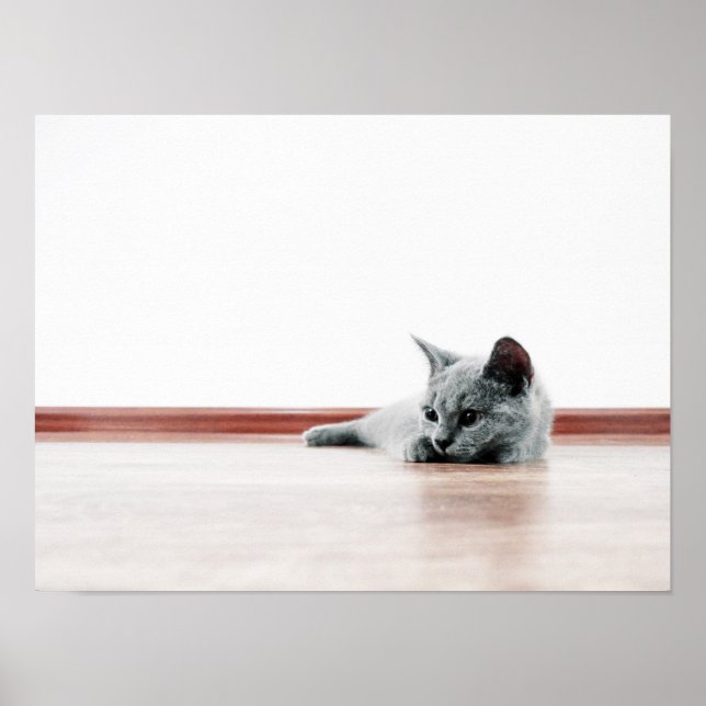 Scottish Fold Cat Kitten Super Niedlich Poster (Vorne)