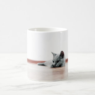 Scottish Fold Cat Kitten Super Niedlich Tasse