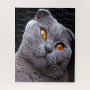 Scottish Fold Cat Pedigree Puzzle