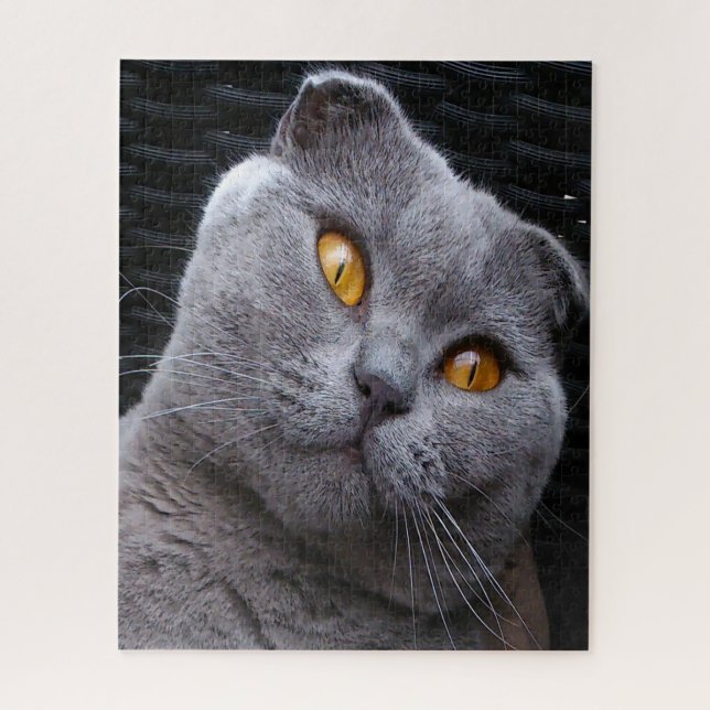 Scottish Fold Cat Pedigree Puzzle (Vertikal)
