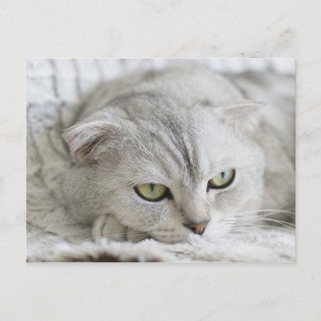 Scottish Fold Cat Pet Animal Postcard Postkarte (Vorderseite)