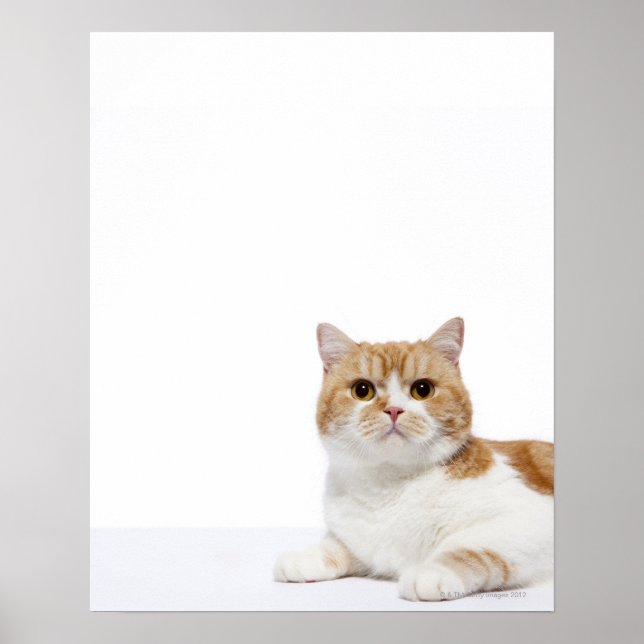 Scottish Fold Cat Poster (Vorne)