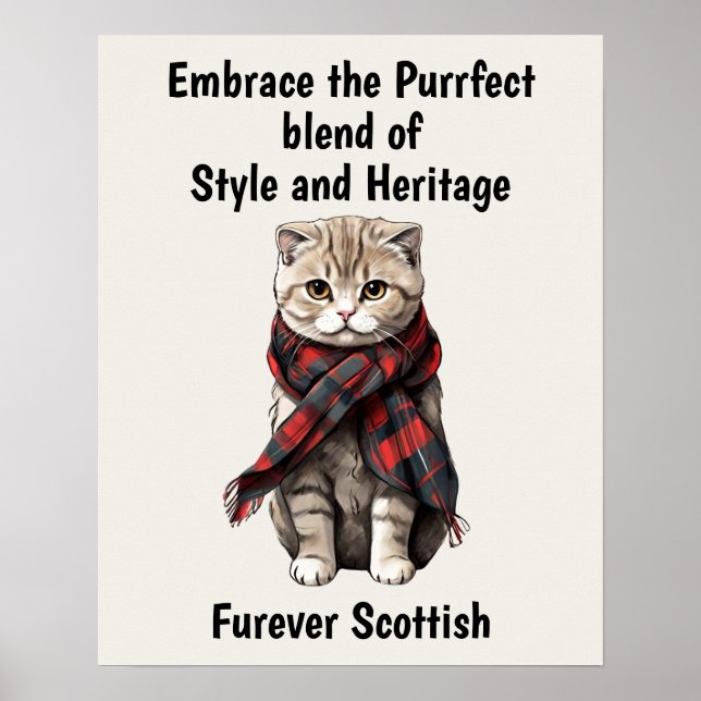 Scottish Fold Cat Poster (Vorne)