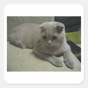 Scottish_fold, das 2.png legt quadratischer aufkleber