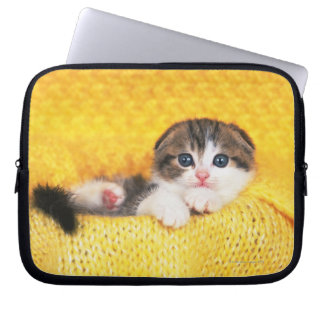 Scottish Fold; ist eine Katze mit einer natürliche Laptopschutzhülle