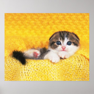 Scottish Fold; ist eine Katze mit einer natürliche Poster