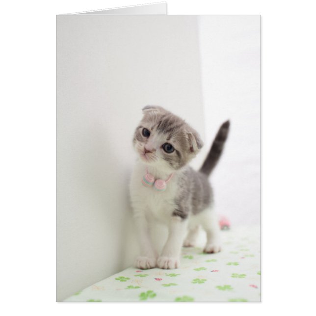 Scottish Fold Kitten (Vorne)