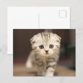 Scottish Fold Kitten Feiertagspostkarte