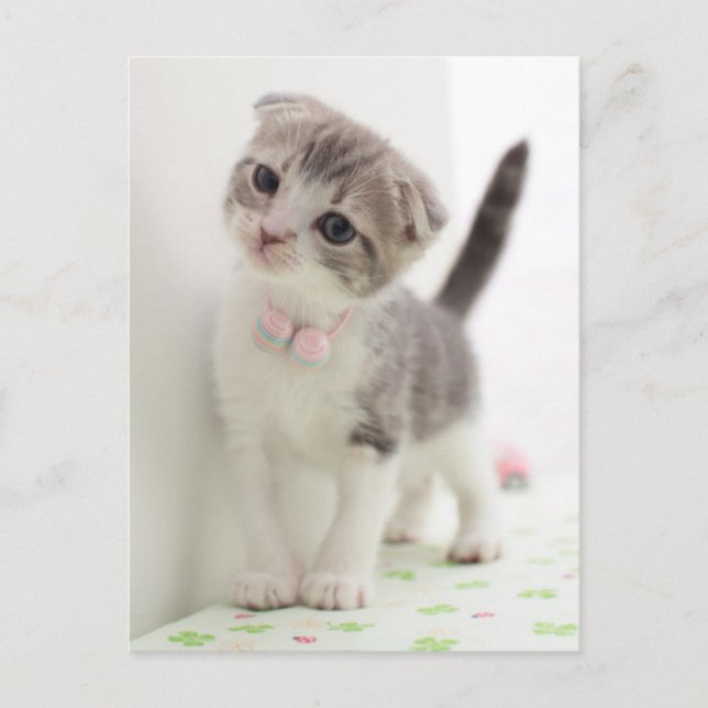 Scottish Fold Kitten Postkarte (Vorderseite)