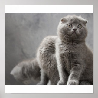 Scottish Fold Kittens Poster