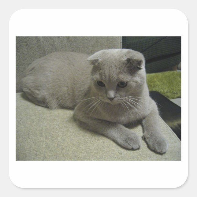 Scottish_fold legend 2.png quadratischer aufkleber (Vorderseite)