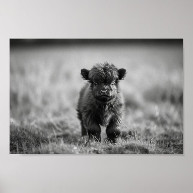 Scottish Highland Calf Baby Cow Poster (Vorne)