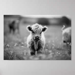 Scottish Highland Calf Baby Cow Poster