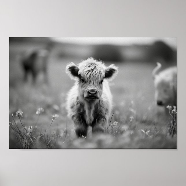 Scottish Highland Calf Baby Cow Poster (Vorne)