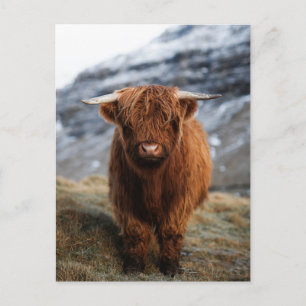 Scottish Highland Calf Foto Postcard Postkarte