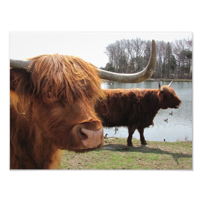 Scottish Highland Cattle ~ Foto (Vorne)
