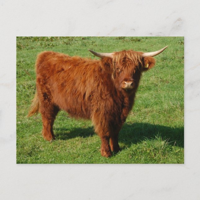 Scottish Highland Cattle Postcard Postkarte (Vorderseite)