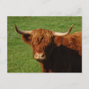 Scottish Highland Cattle Postcard Postkarte