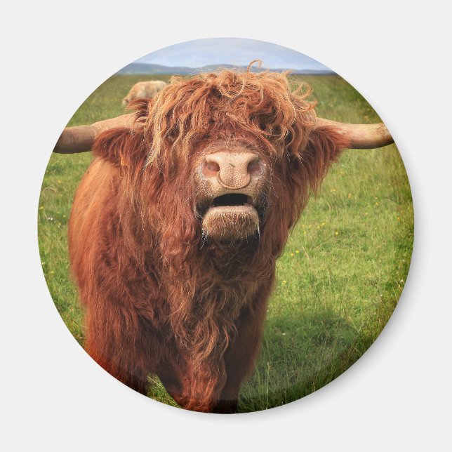 Scottish Highland Cattle - Scotland Magnet (Vorne)