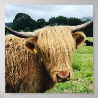 Scottish Highland Cow Art Foto Print Poster